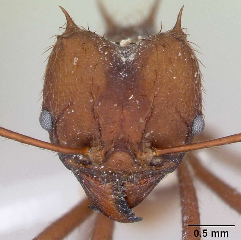 Image of Ant