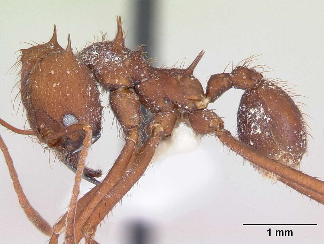 Image of Ant