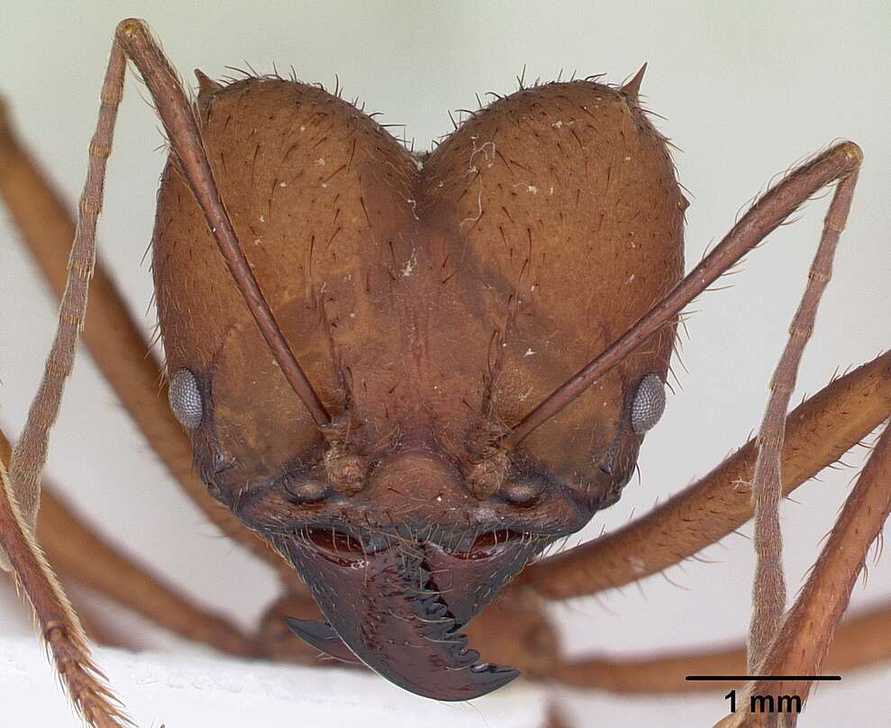 Image of Ant