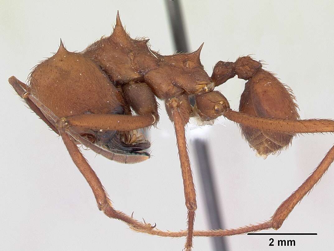 Image of Ant