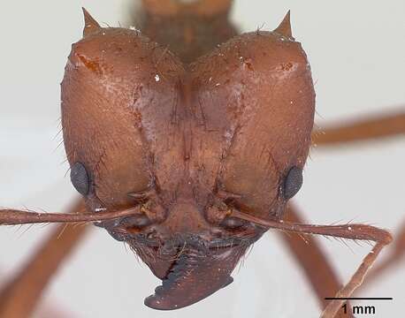 Image of Chaco Leaf-cutter Ant