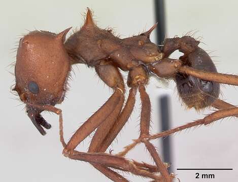 Image of Chaco Leaf-cutter Ant