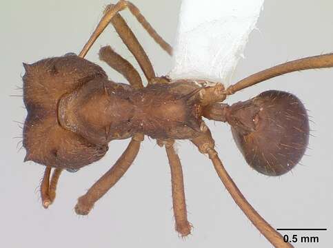 Image of Chaco Leaf-cutter Ant