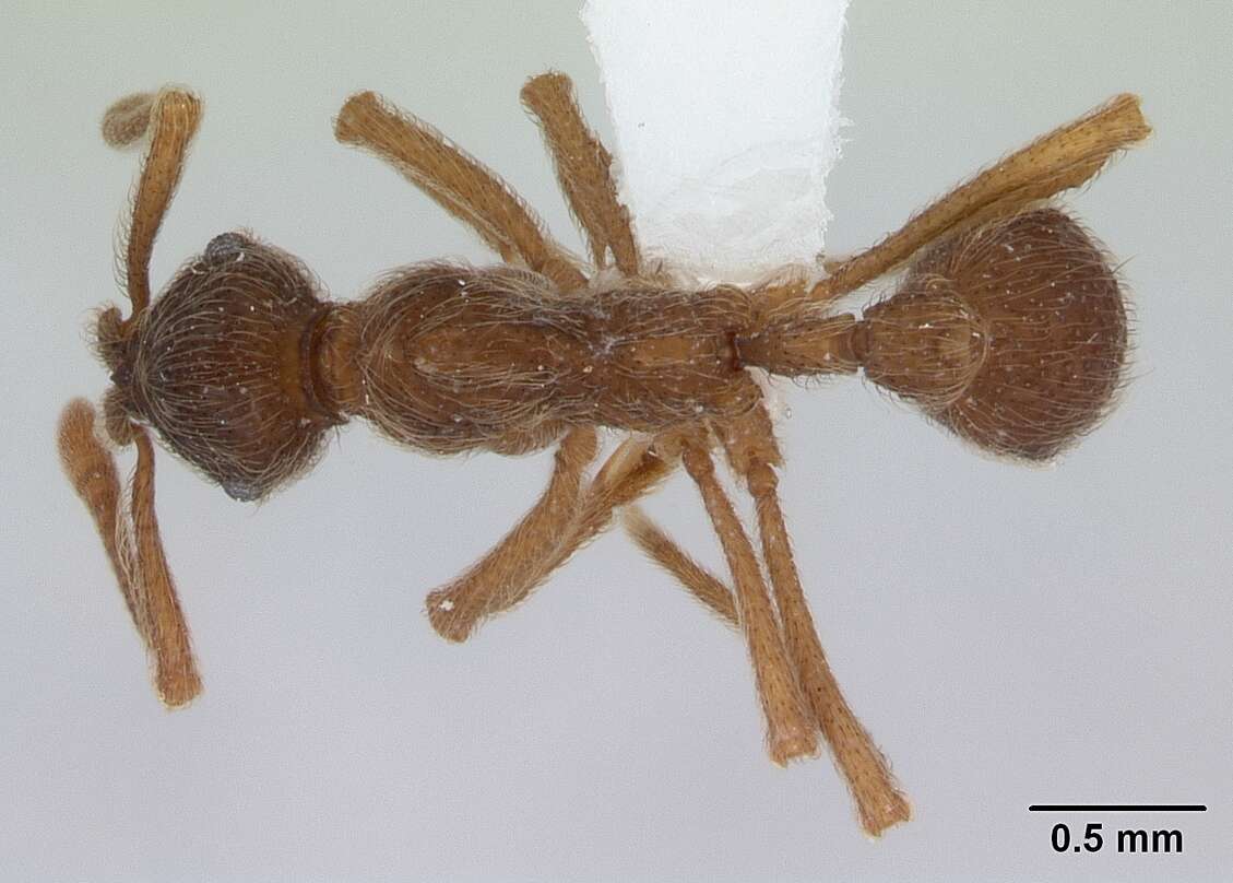 Image of Apterostigma pilosum Mayr 1865