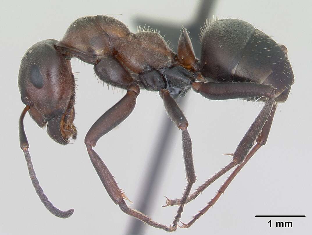 Image of Black-backed meadow ant