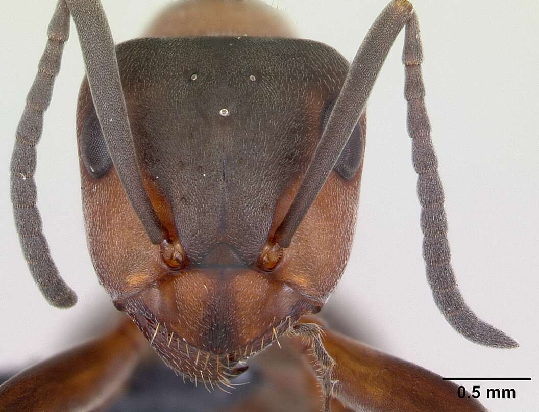 Image of wood ant