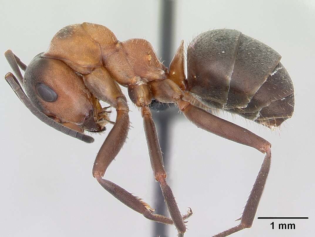 Image of wood ant