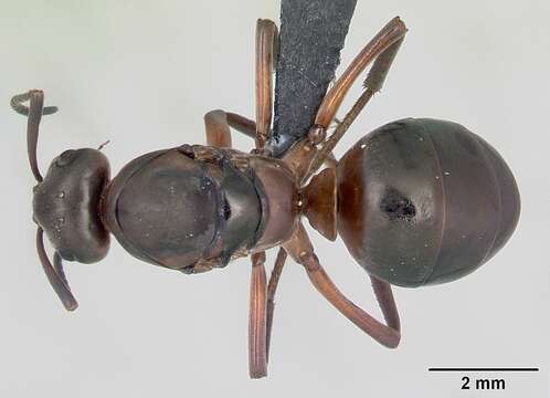 Image of wood ant