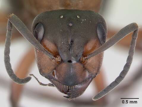 Image of wood ant