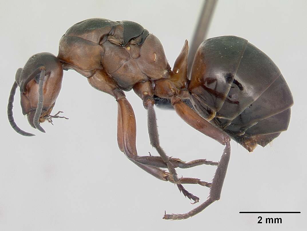 Image of wood ant