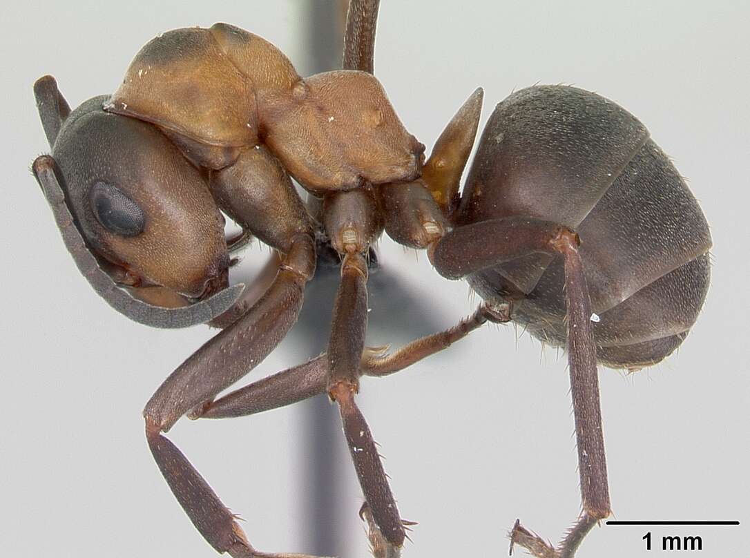 Image of European Red Wood Ant