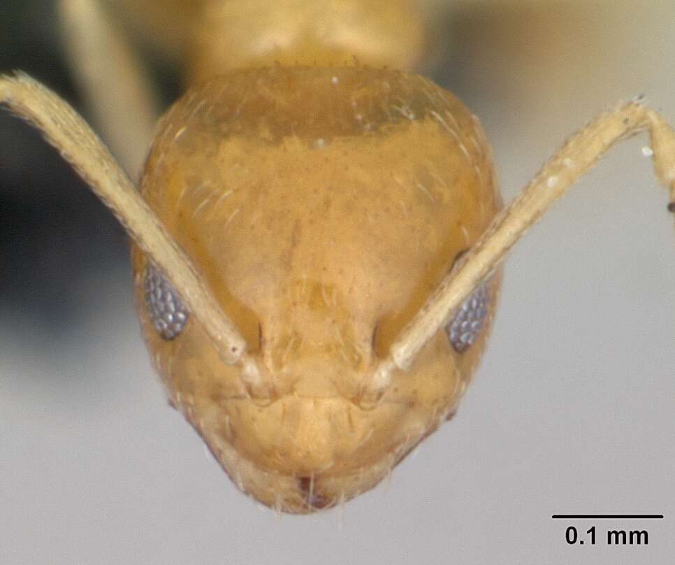 Image of Plagiolepis