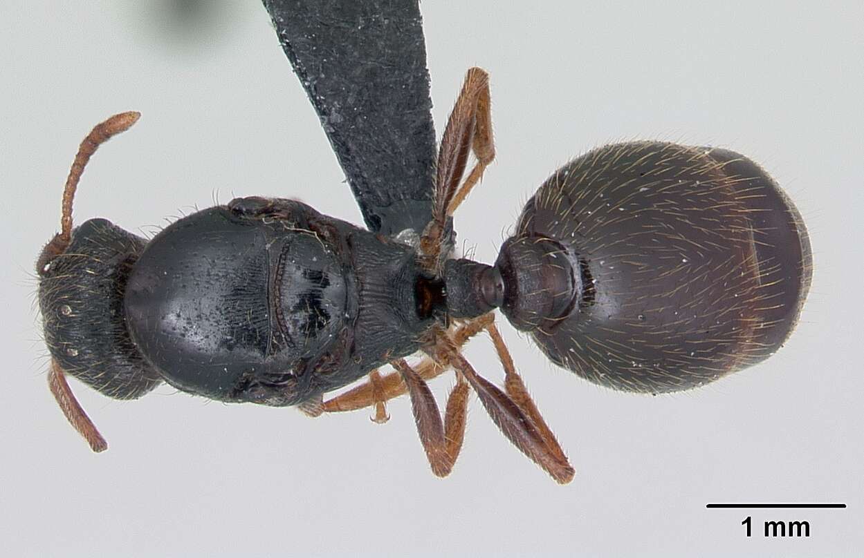 Image of Tetramorium impurum (Foerster 1850)