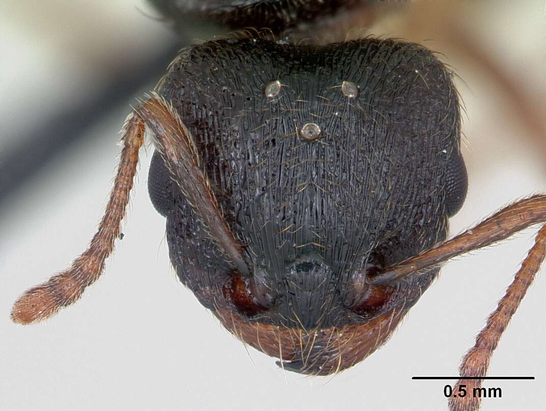 Image of Tetramorium impurum (Foerster 1850)