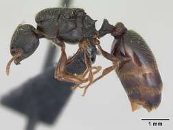 Image of Tetramorium impurum (Foerster 1850)