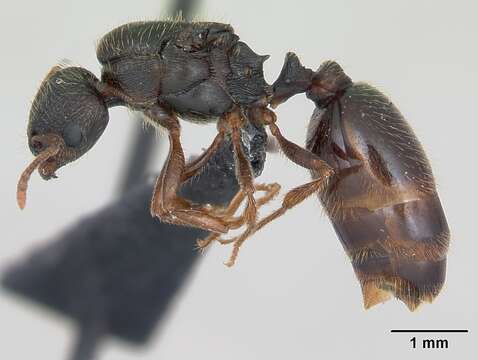 Image of Tetramorium impurum (Foerster 1850)