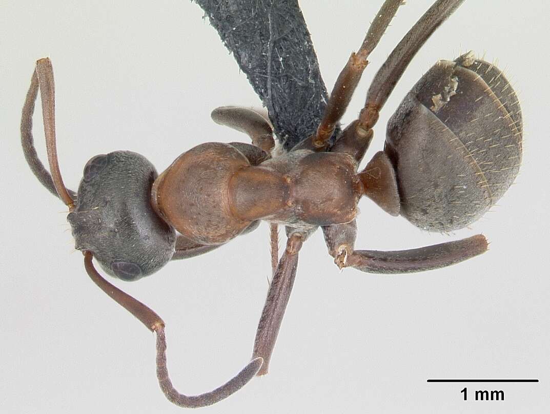 Image of Red-barbed ant