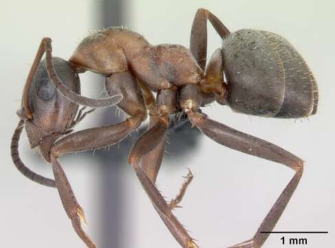 Image of Red-barbed ant