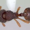 Image of <i>Lachnomyrmex amazonicus</i> Feitosa & Brandão