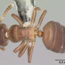 Image of Cladomyrma nudidorsalis Agosti, Moog & Maschwitz 1999