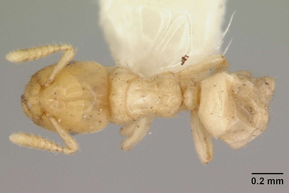 Image of Cladomyrma maschwitzi Agosti 1991