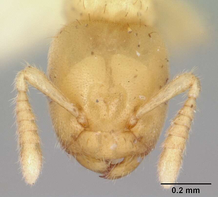 Image of Cladomyrma maschwitzi Agosti 1991