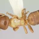 Image of Cladomyrma yongi Agosti, Moog & Maschwitz 1999