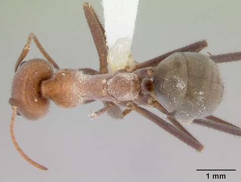 Image of Melophorus anderseni Agosti 1997