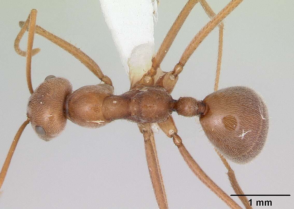 Image of Melophorus anderseni Agosti 1997