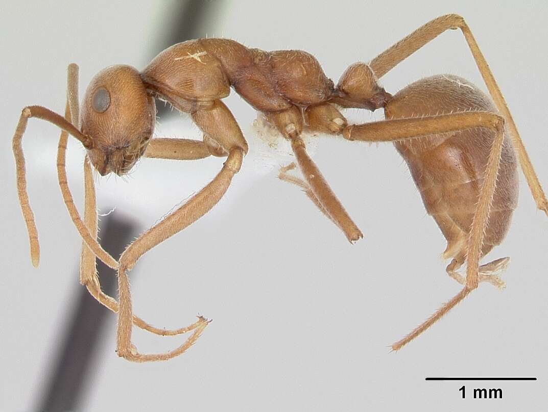 Image of Melophorus anderseni Agosti 1997