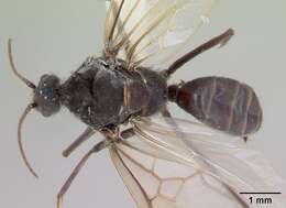 Image of Melophorus anderseni Agosti 1997