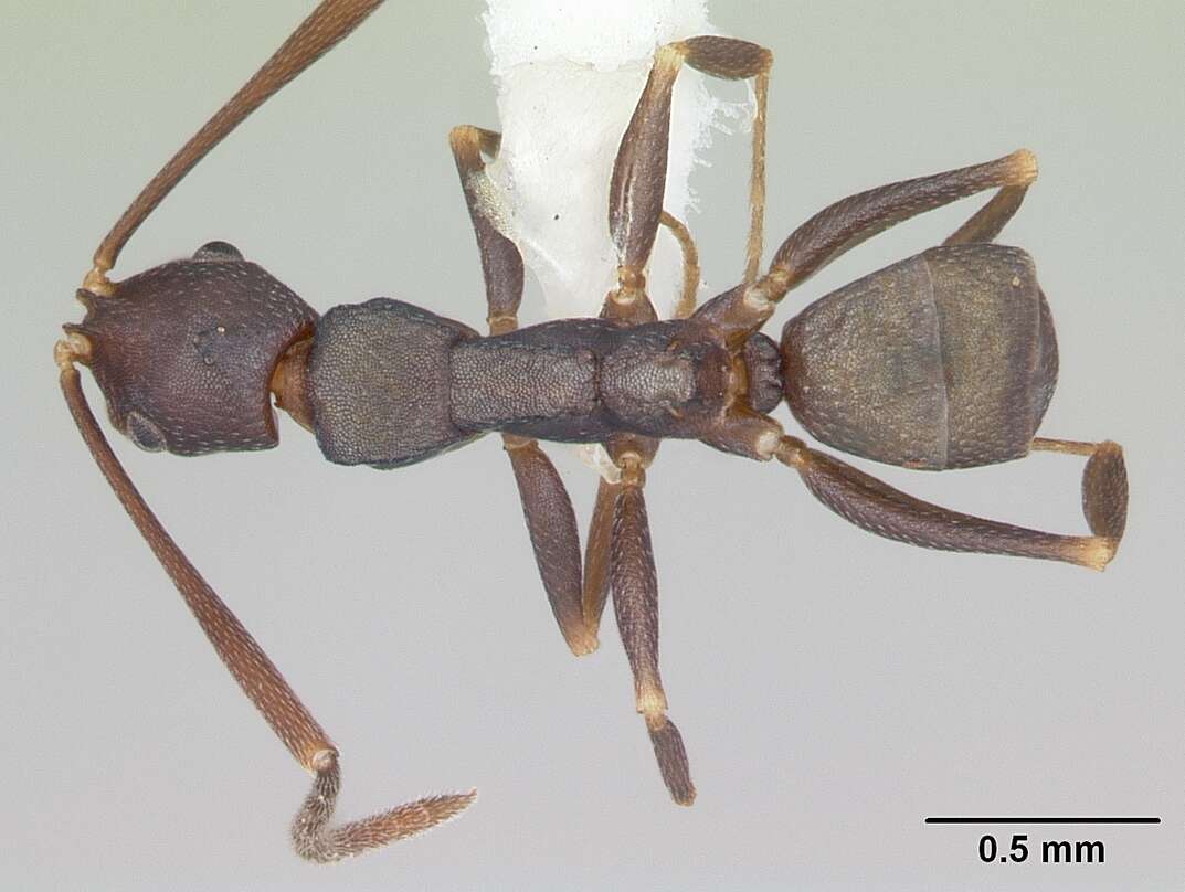 Image of Melophorus majeri Agosti 1997