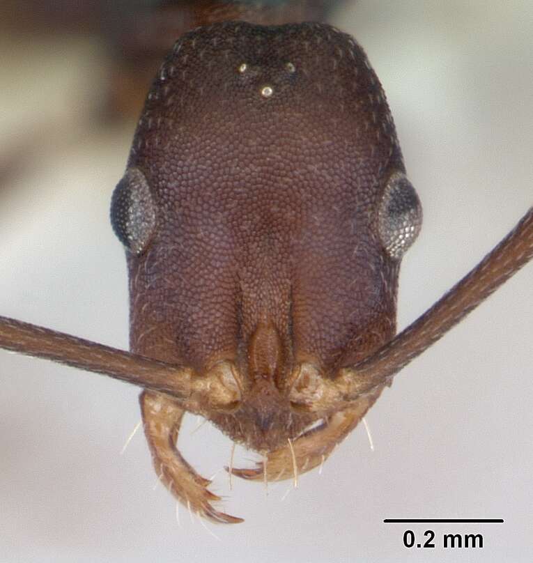 Image of Melophorus majeri Agosti 1997