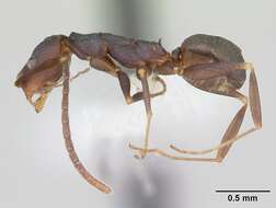 Image of Melophorus majeri Agosti 1997