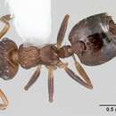 Слика од Crematogaster arata Emery 1906