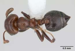 Image of <i>Crematogaster chodati</i> Forel