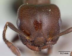 Image of <i>Crematogaster chodati</i> Forel