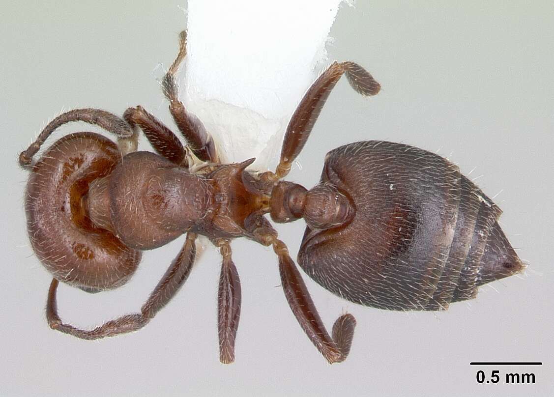 Image of <i>Crematogaster chodati</i> Forel