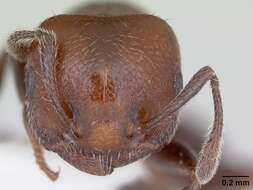 Image of <i>Crematogaster chodati</i> Forel