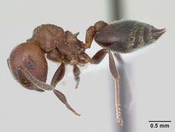 Image of <i>Crematogaster chodati</i> Forel