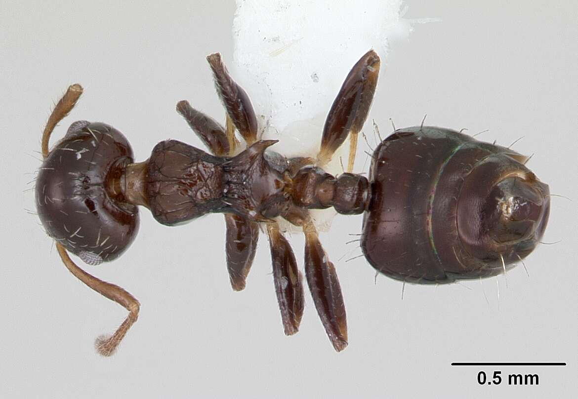 Image de Crematogaster curvispinosa Mayr 1862