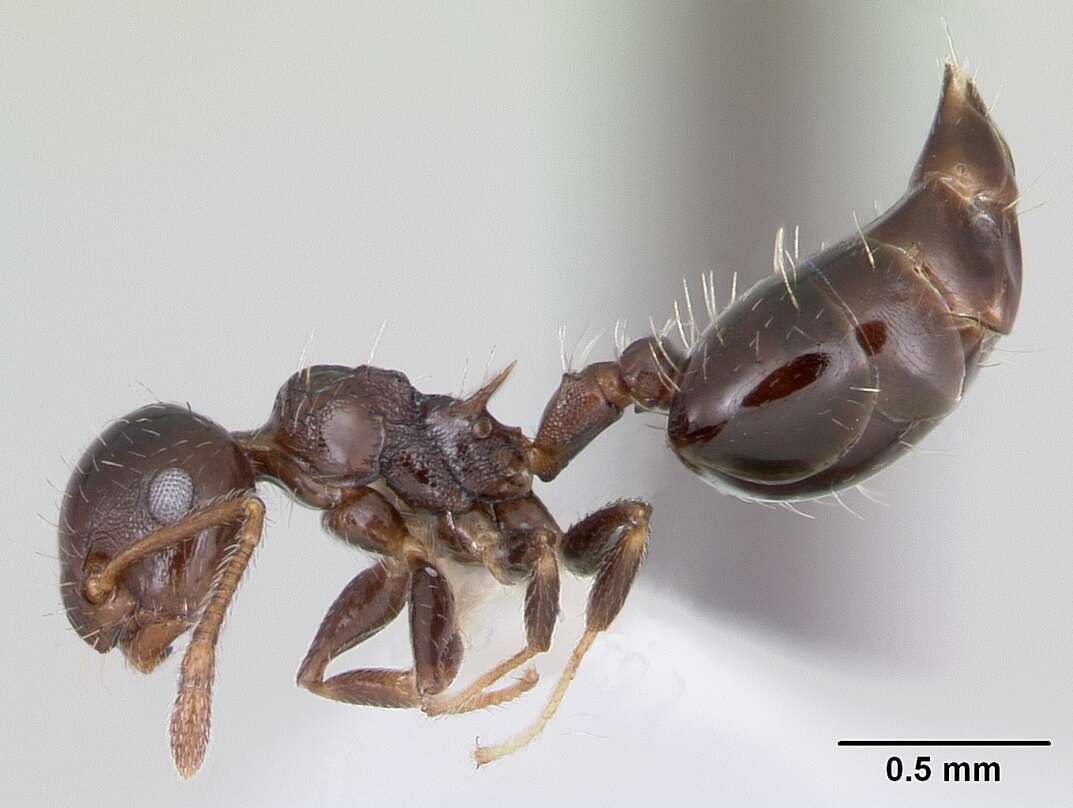 Image of Crematogaster