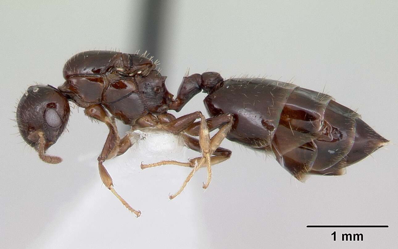 Image de Crematogaster