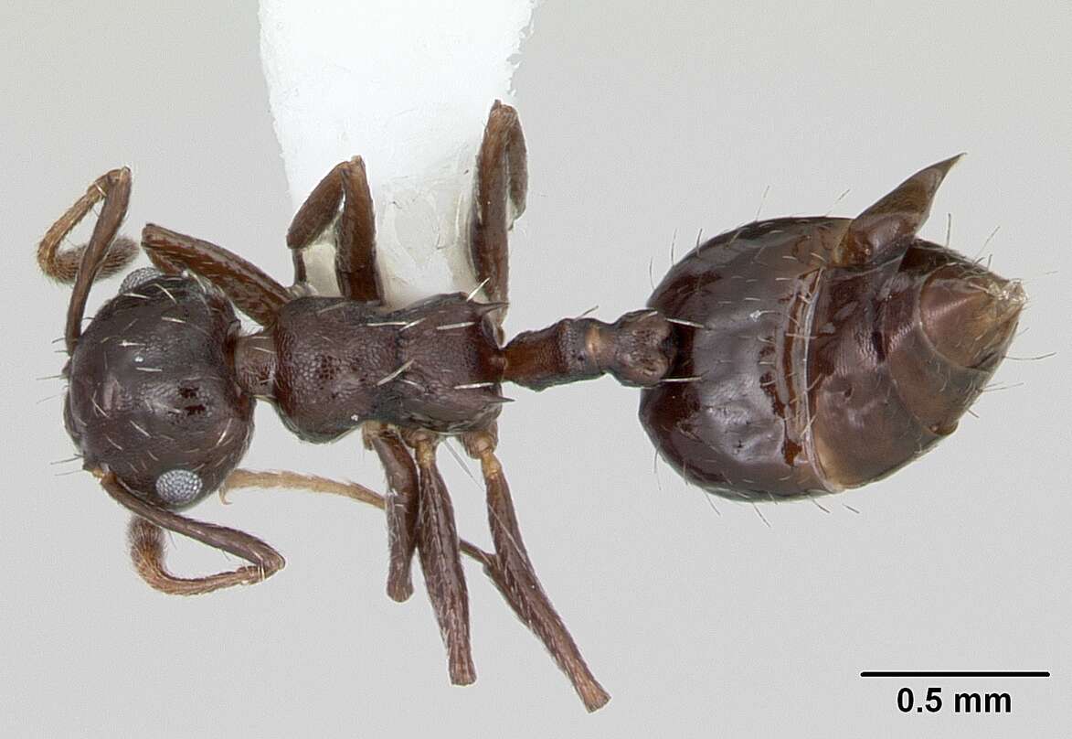 Image of Crematogaster montezumia Smith 1858