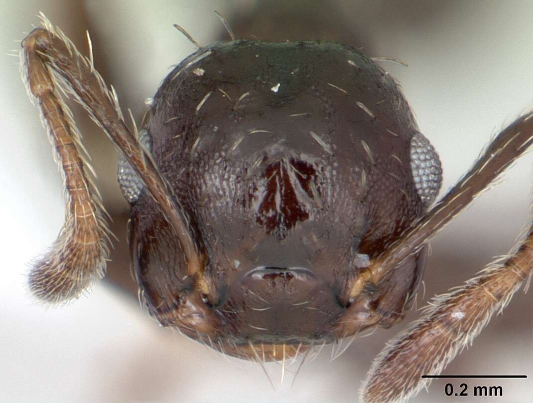 Image of Crematogaster montezumia Smith 1858