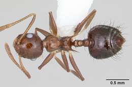 Image of Crematogaster nigropilosa Mayr 1870