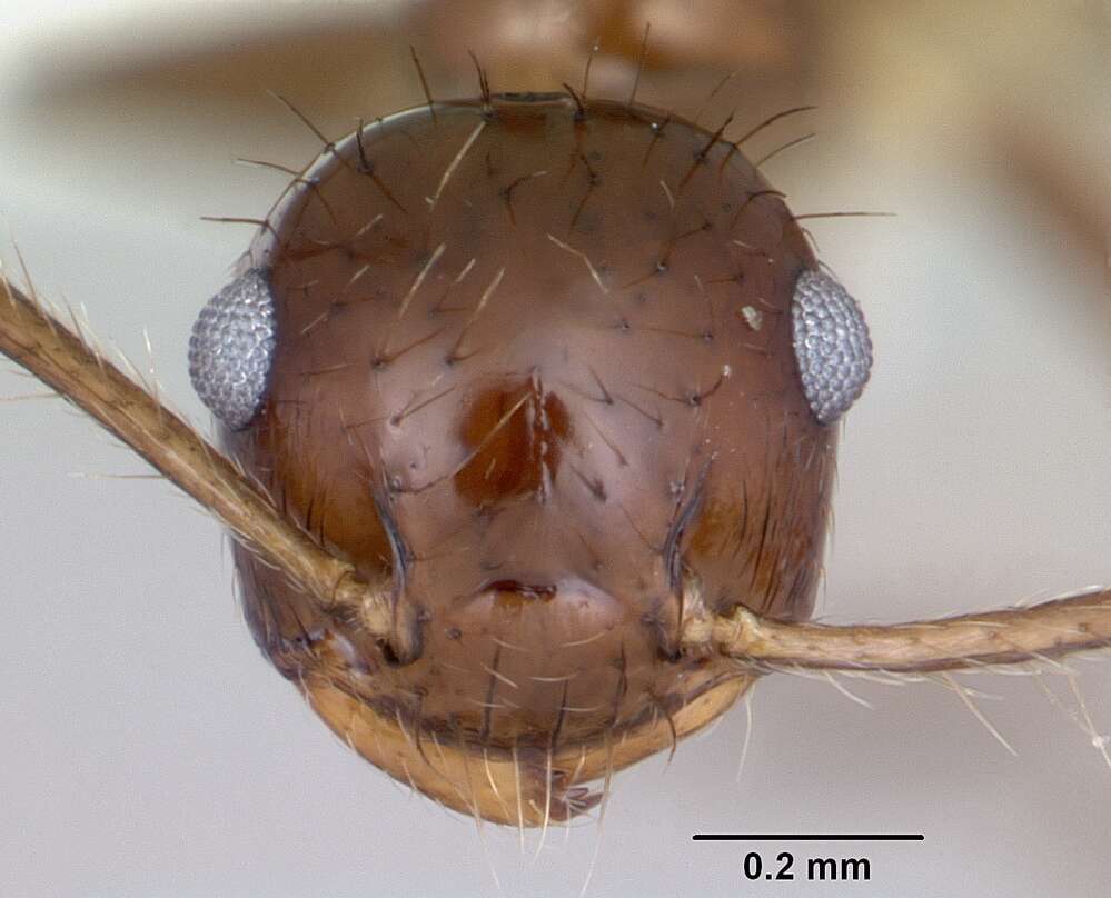 Image of Crematogaster nigropilosa Mayr 1870