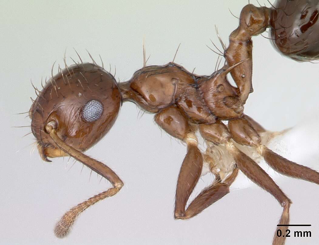 Image of Crematogaster nigropilosa Mayr 1870