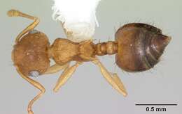 صورة Crematogaster victima Smith 1858