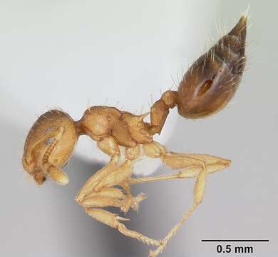 صورة Crematogaster victima Smith 1858